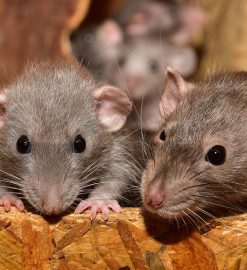 Quand envisager l’aide d’un professionnel pour lutter contre les rats ?