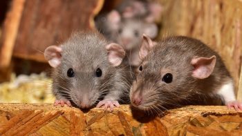 Quand envisager l'aide d'un professionnel pour lutter contre les rats  ?